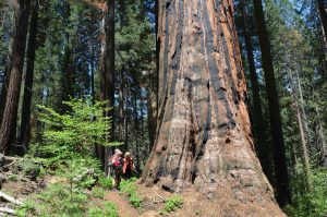 Auch nur mittelgroße Sequoias haben bereits gewaltige Ausmaße (2)