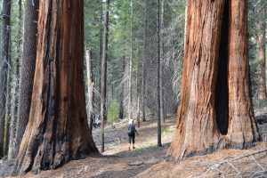 Auch nur mittelgroße Sequoias haben bereits gewaltige Ausmaße (3)