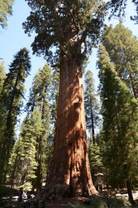 Der General Sherman Tree, der am Stammvolumen gemessen größte Baum der Welt