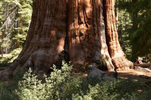 Der Stamm des General Sherman Trees hat gewaltige Ausmaße. Rechts im Hintergrund Hildegard als Größenvergleich