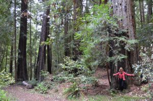 Redwoods sind imposante, schlanke und extrem hoch aufragende Bäume