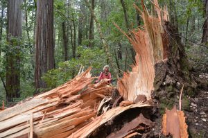 Von Alter, Sturm und/oder Blitz gefällter Redwood