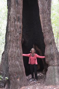 Ein häufiger Anblick: Von Feuer ausgehöhlter Redwood