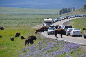 Durch Bison-Herde verursachter Verkehrsstau