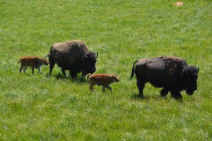 Bison-Mütter mit Kälbern
