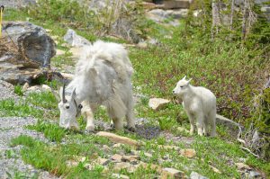 Mountain Goats. Mutter mit Sender um den Hals, Kind ohne