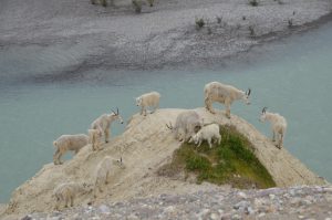 Mountain Goats über dem Athabasca River