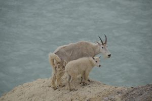 Mountain-Goat-Mutter mit Kind