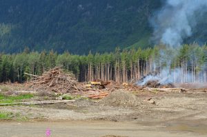 Forstwirtschaft auf Kanadisch: Alles abräumen, wirtschaftlich interessante Bäume abtransportieren, „Rest“ verbrennen