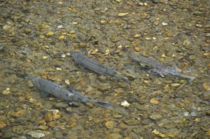 Am späten Nachmittag des 13. Juli 2013: Die Lachse (Chum Salmons) sind eingetroffen.