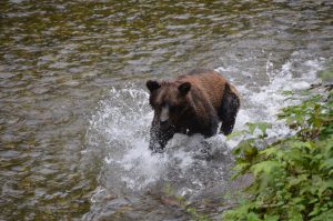 Ebenfalls am späten Nachmittag des 13. Juli 2016: Grizzly bei der Lachsjagd