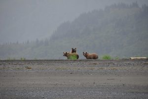 Andere Bären-Mutter mit zwei Jungen am Strand