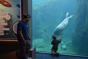Ein kleiner Junge im Alaska Sea Life Center ist fasziniert von einem Harbor Seal.