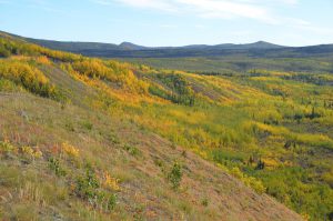 Herbstliche Farben am North Klondike Highway im Bereich des Fox Lakes