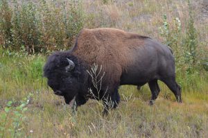 Wood Buffalo Bull (1)