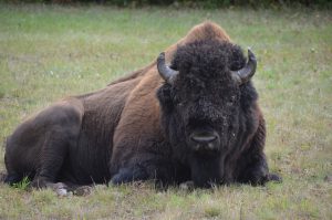 Wood Buffalo Bull (3)