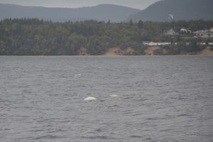 Belugas vor der Mündung des Fjord-du-Saguenay