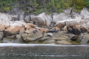 Sich ausruhende Robben im Fjord-du-Saguenay